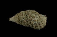 藏品(白葚蟹守螺)的圖片